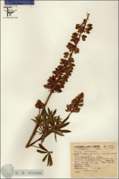 URN_catalog_HBHinton_herbarium_13237.jpg.jpg