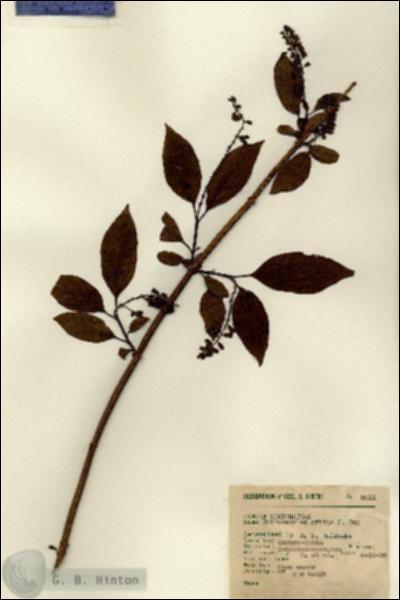 URN_catalog_HBHinton_herbarium_9011.jpg.jpg
