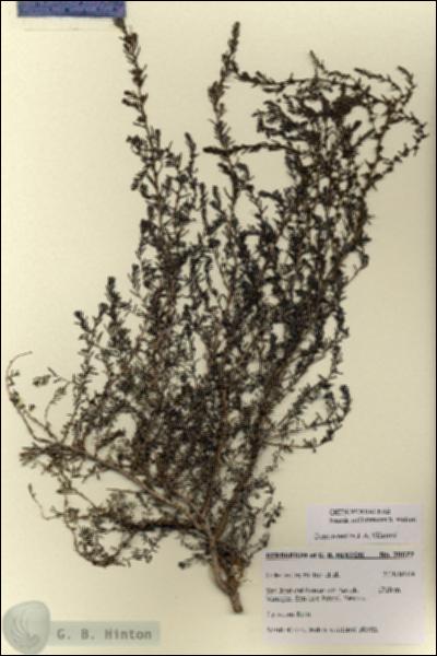 URN_catalog_HBHinton_herbarium_28677.jpg.jpg