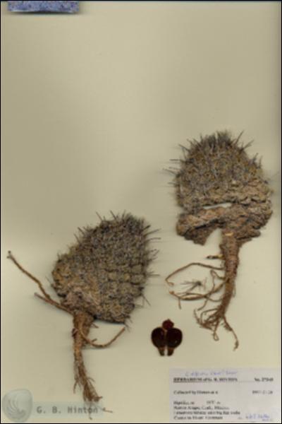 URN_catalog_HBHinton_herbarium_27348.jpg.jpg