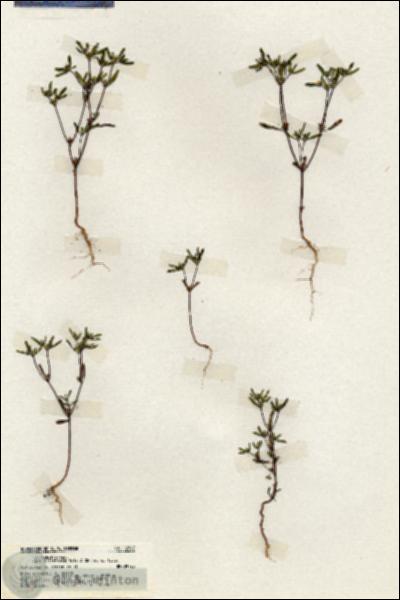 URN_catalog_HBHinton_herbarium_19767.jpg.jpg