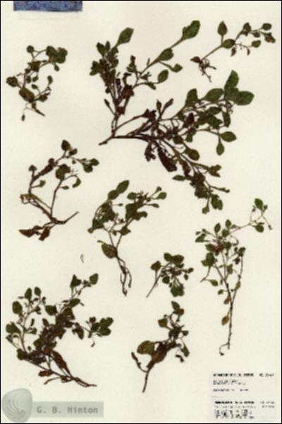 URN_catalog_HBHinton_herbarium_24420.jpg.jpg