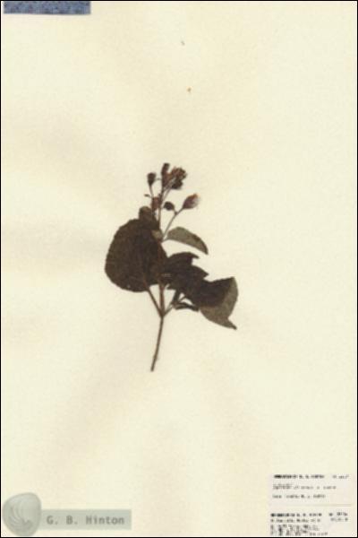 URN_catalog_HBHinton_herbarium_22504.jpg.jpg