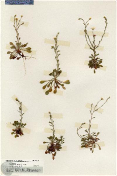 URN_catalog_HBHinton_herbarium_20219.jpg.jpg
