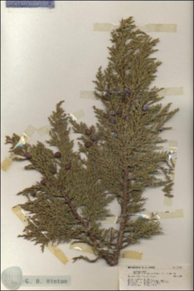 URN_catalog_HBHinton_herbarium_20198.jpg.jpg