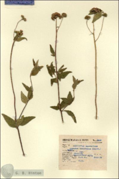 URN_catalog_HBHinton_herbarium_1502.jpg.jpg