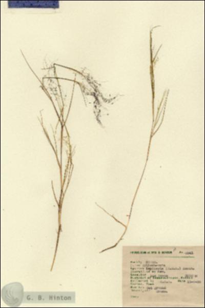 URN_catalog_HBHinton_herbarium_2341.jpg.jpg