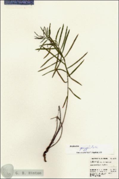 URN_catalog_HBHinton_herbarium_23332.jpg.jpg