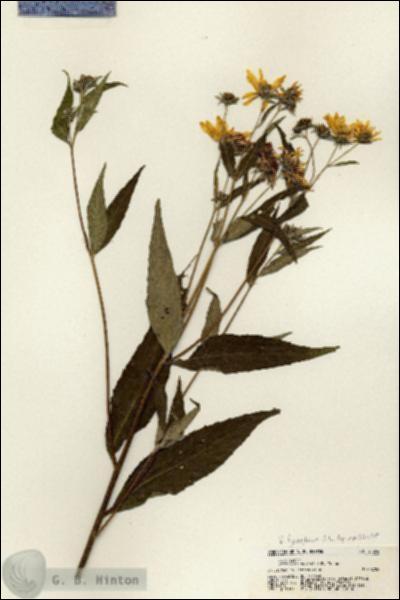 URN_catalog_HBHinton_herbarium_21354.jpg.jpg