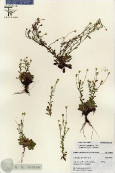 URN_catalog_HBHinton_herbarium_25852.jpg.jpg