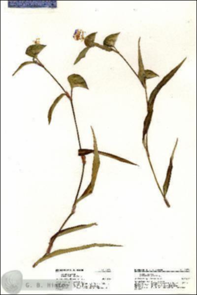 URN_catalog_HBHinton_herbarium_20776.jpg.jpg