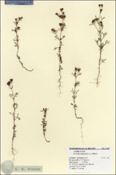 URN_catalog_HBHinton_herbarium_17447.jpg.jpg
