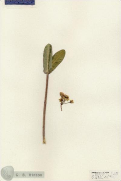 URN_catalog_HBHinton_herbarium_25466.jpg.jpg