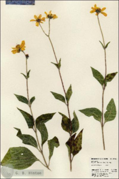 URN_catalog_HBHinton_herbarium_23666.jpg.jpg