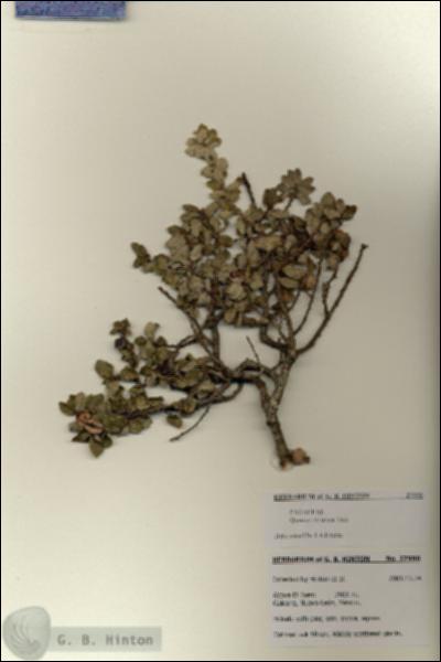 URN_catalog_HBHinton_herbarium_27990.jpg.jpg