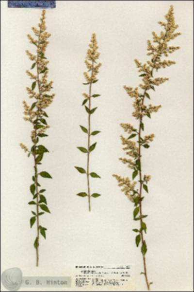 URN_catalog_HBHinton_herbarium_20830.jpg.jpg