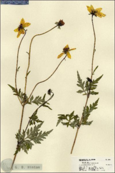 URN_catalog_HBHinton_herbarium_22441.jpg.jpg