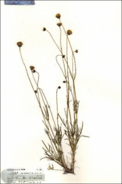 URN_catalog_HBHinton_herbarium_20250.jpg.jpg