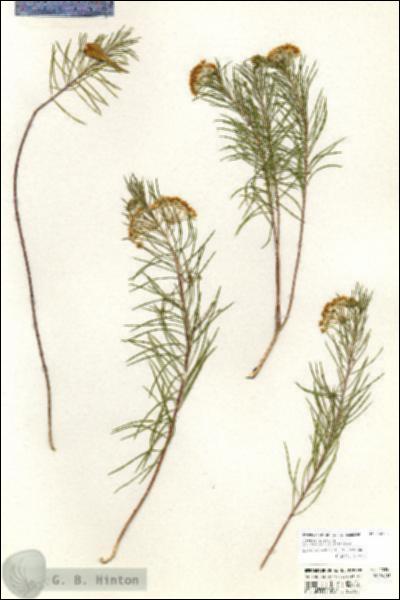 URN_catalog_HBHinton_herbarium_20350.jpg.jpg