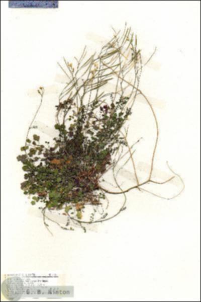 URN_catalog_HBHinton_herbarium_19351.jpg.jpg