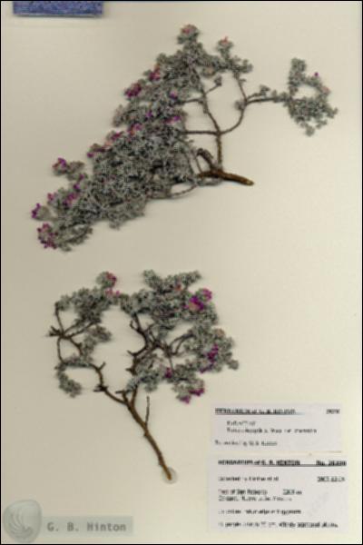 URN_catalog_HBHinton_herbarium_28230.jpg.jpg