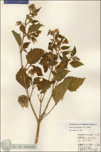 URN_catalog_HBHinton_herbarium_22104.jpg.jpg