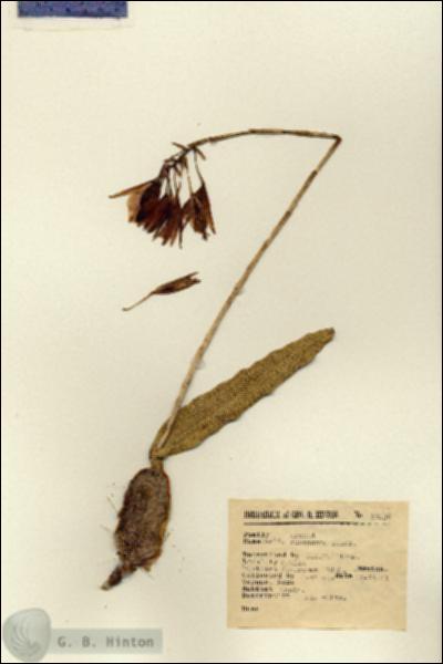 URN_catalog_HBHinton_herbarium_16236.jpg.jpg