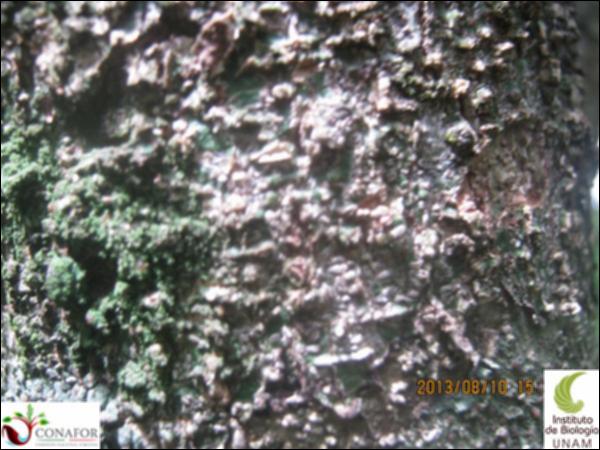46793_S1_CRT_20130810_002.jpg.jpg