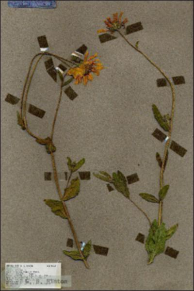 URN_catalog_HBHinton_herbarium_18732.jpg.jpg