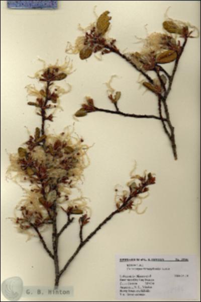 URN_catalog_HBHinton_herbarium_18946.jpg.jpg