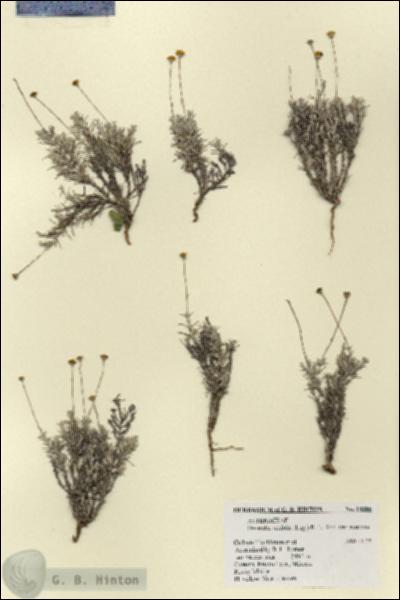URN_catalog_HBHinton_herbarium_18086.jpg.jpg