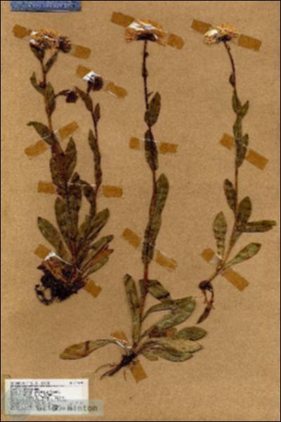 URN_catalog_HBHinton_herbarium_17199.jpg.jpg