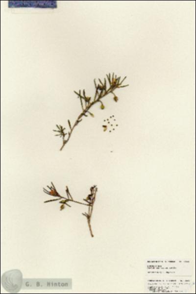 URN_catalog_HBHinton_herbarium_25362.jpg.jpg