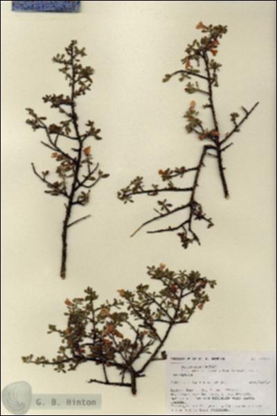 URN_catalog_HBHinton_herbarium_27148.jpg.jpg