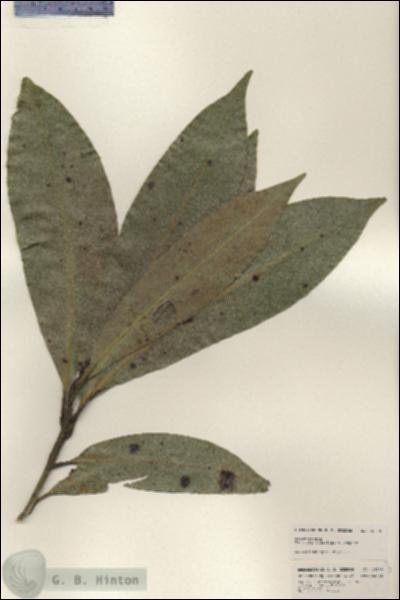 URN_catalog_HBHinton_herbarium_25208.jpg.jpg