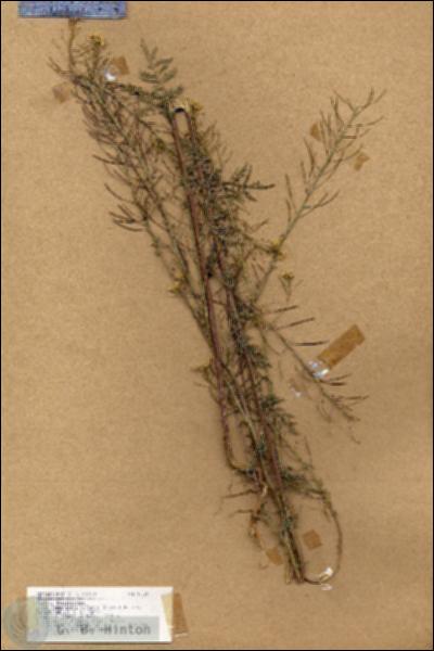 URN_catalog_HBHinton_herbarium_18334.jpg.jpg