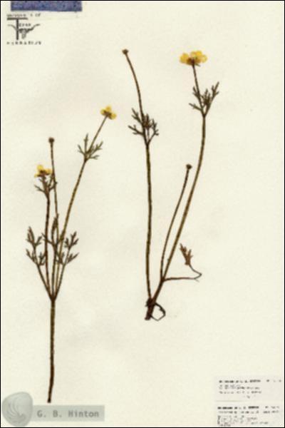 URN_catalog_HBHinton_herbarium_26558.jpg.jpg