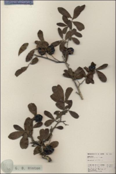 URN_catalog_HBHinton_herbarium_25319.jpg.jpg