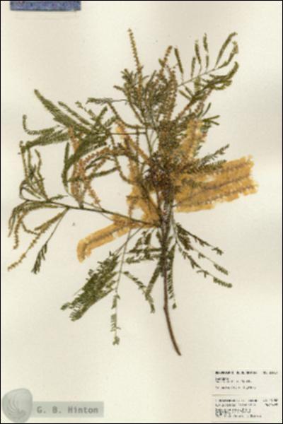 URN_catalog_HBHinton_herbarium_24158.jpg.jpg