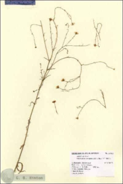 URN_catalog_HBHinton_herbarium_14913.jpg.jpg
