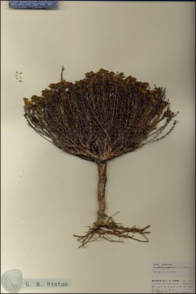 URN_catalog_HBHinton_herbarium_25995.jpg.jpg