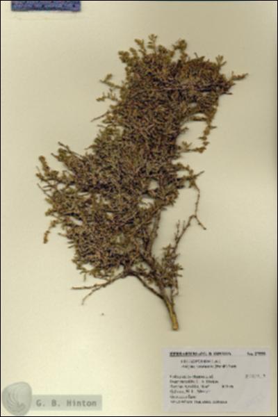 URN_catalog_HBHinton_herbarium_27555.jpg.jpg