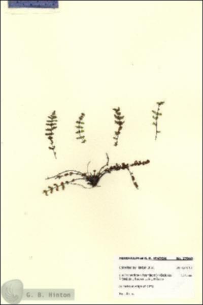 URN_catalog_HBHinton_herbarium_27860.jpg.jpg