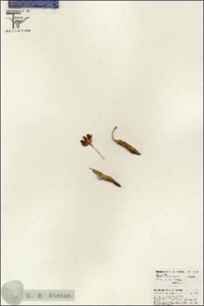 URN_catalog_HBHinton_herbarium_26435.jpg.jpg