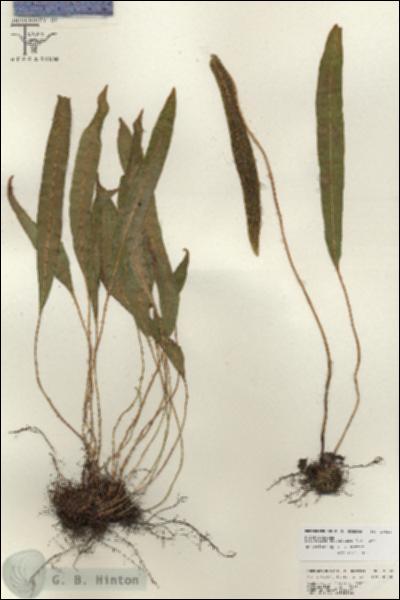 URN_catalog_HBHinton_herbarium_26828.jpg.jpg