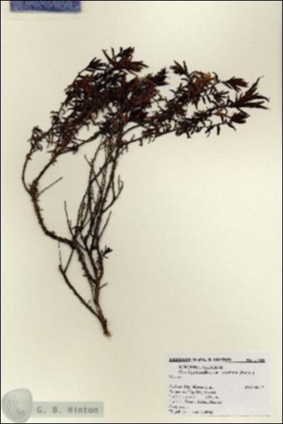 URN_catalog_HBHinton_herbarium_17949.jpg.jpg