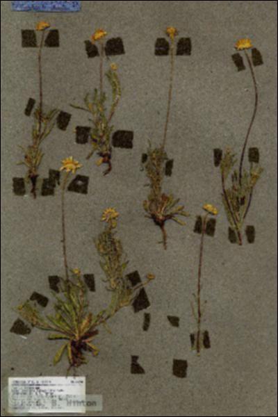 URN_catalog_HBHinton_herbarium_18244.jpg.jpg