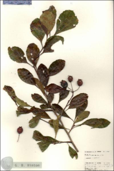 URN_catalog_HBHinton_herbarium_24905.jpg.jpg