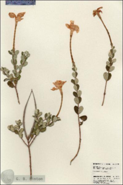 URN_catalog_HBHinton_herbarium_24289.jpg.jpg