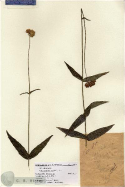 URN_catalog_HBHinton_herbarium_15664.jpg.jpg